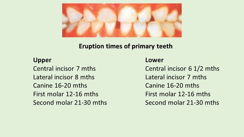 Toddler Tooth Eruption Chart