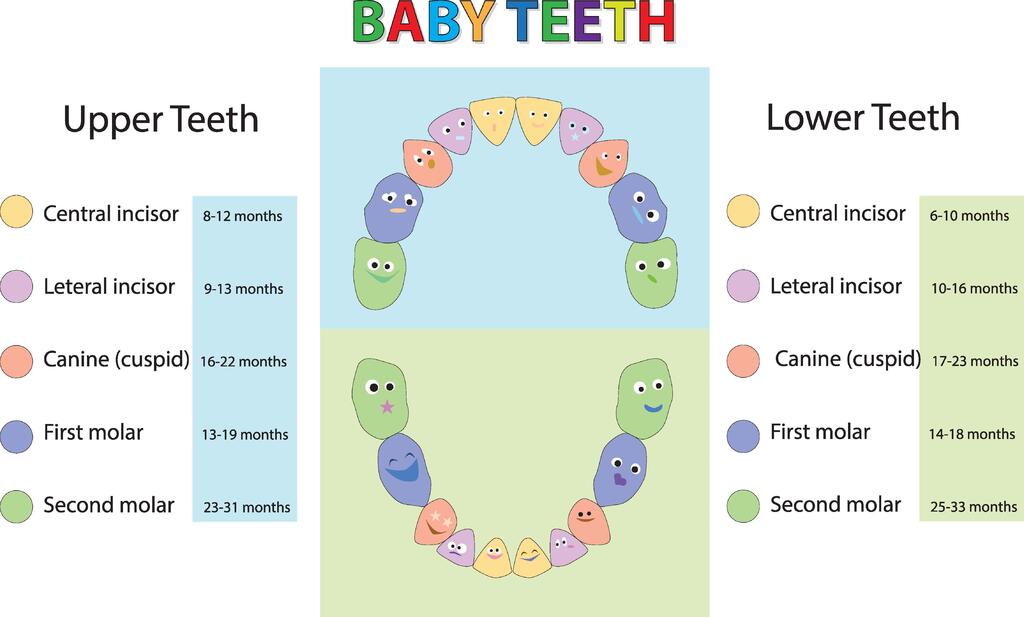 Tooth Eruption