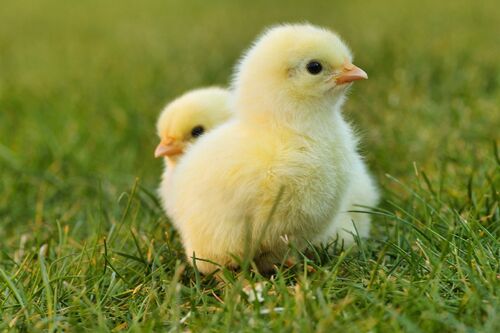 chicks-5014152_1920  - Pixibay - Easter 2021