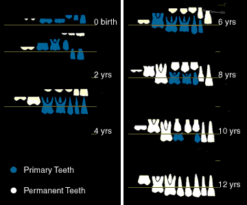 Toddler Tooth Eruption Chart