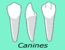 teeth_canines