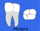 teeth_molars