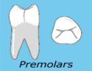teeth_premolars