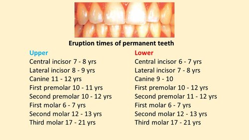 tooth eruption tooth development childrens oral health dental tooth eruption chart